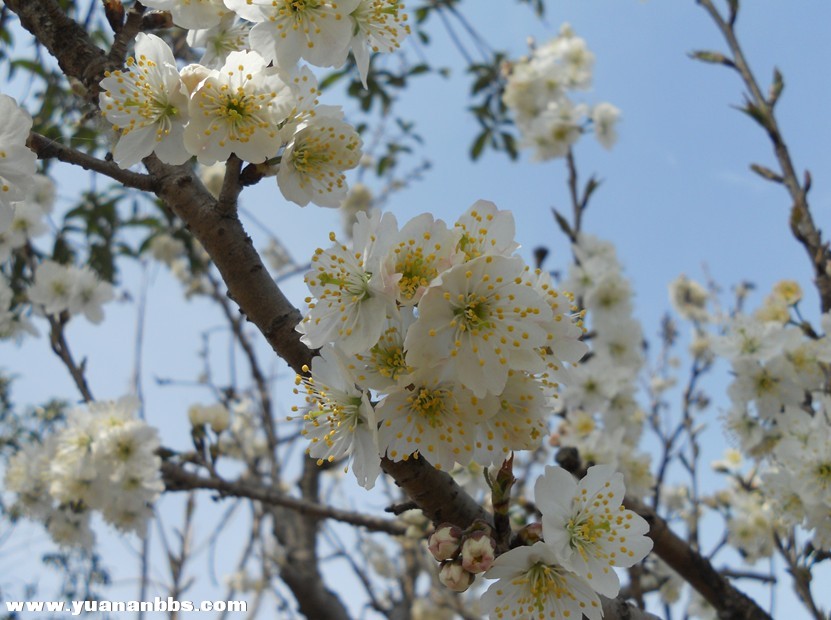 那个樱花盛开的国度正在承受着灾难