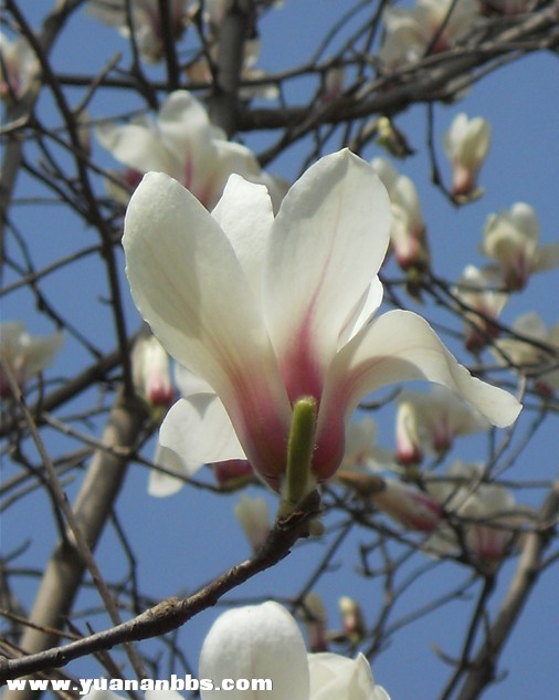 白玉兰 正是盛开