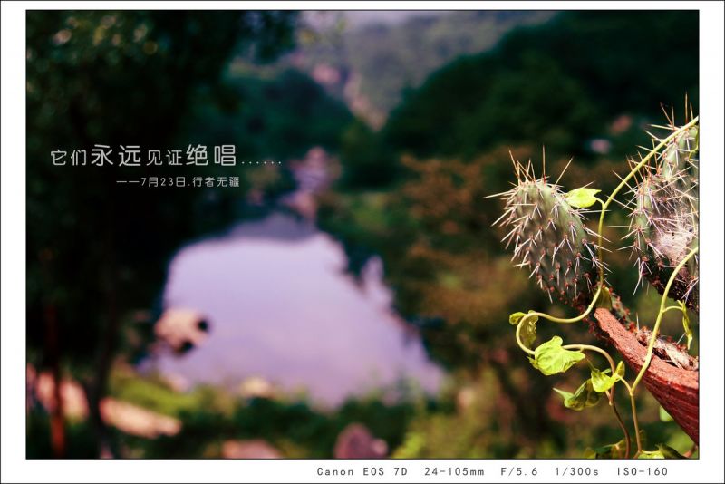 村长家的仙人掌