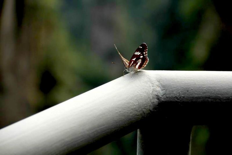 这只小蝴蝶后来被我引到手上了，嘿嘿