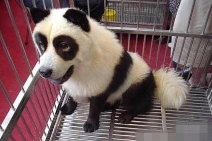 一哥们在黑市花8000元买了一只大熊猫，老板说是四川偷运来的。现在养了2个月，成这2样了，而且还不吃竹子， ...