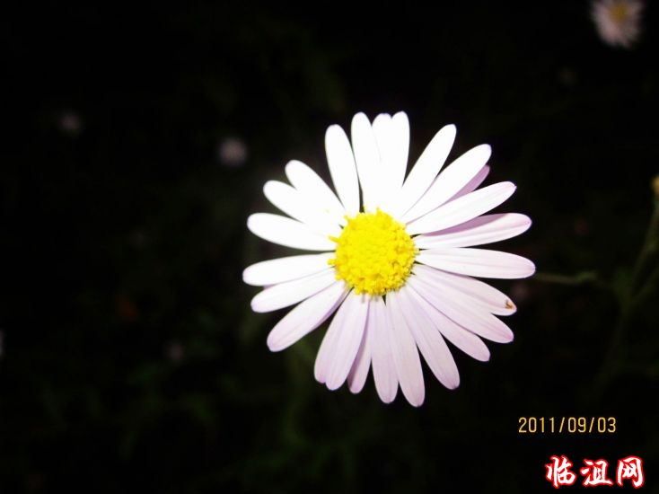 黄昏下照的野花