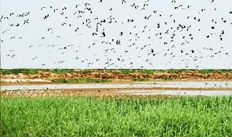 鸥鸟翔集 (3).jpg