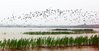 鸥鸟翔集 (4).jpg