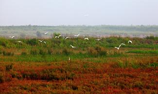 鸥鸟翔集 (5).JPG