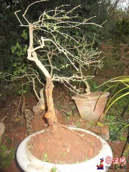 树欲静而风不止