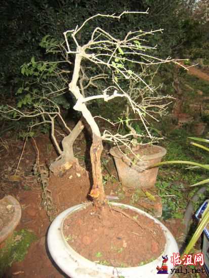 树欲静而风不止