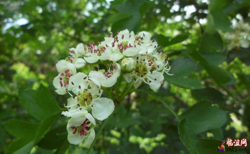 山楂花1.jpg