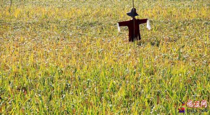 170241x15zgf5123g1hg88 [最大宽度 640 最大高度 480].jpg