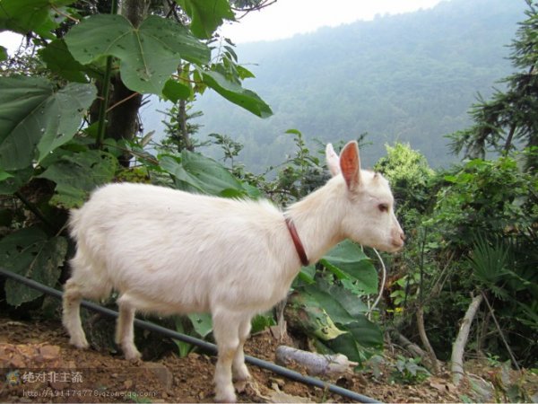 纯天然苹果土山羊