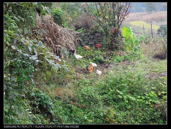 纯天然苹果土野鸡