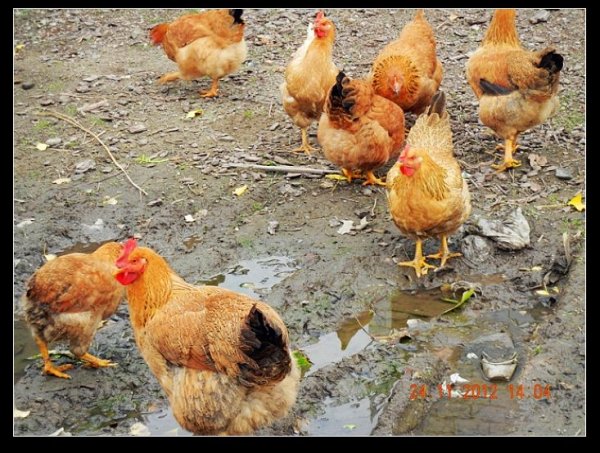 纯天然苹果土野鸡