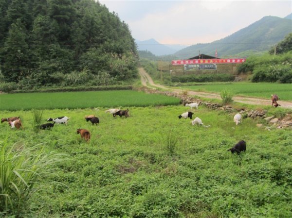 纯天然苹果土山羊