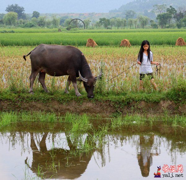 放牛.jpg