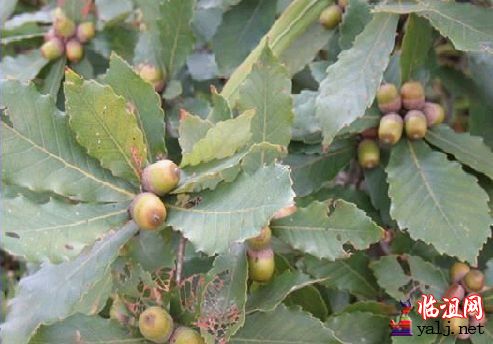 橡子2.jpg