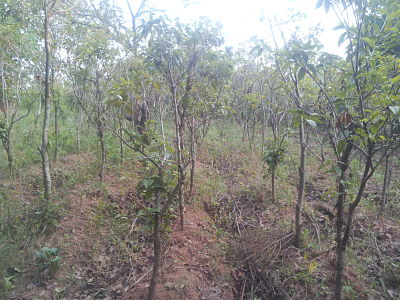 我栽种的桂花树，请大家看看是否如政府所说，均是扦插的树枝？