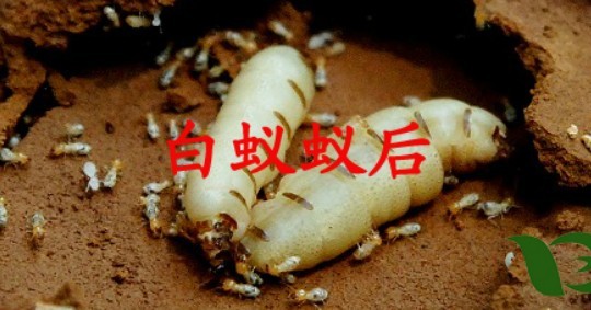 白蚁1.jpg