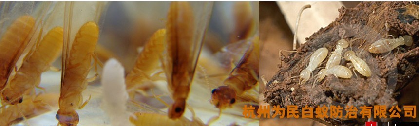 白蚁2.jpg