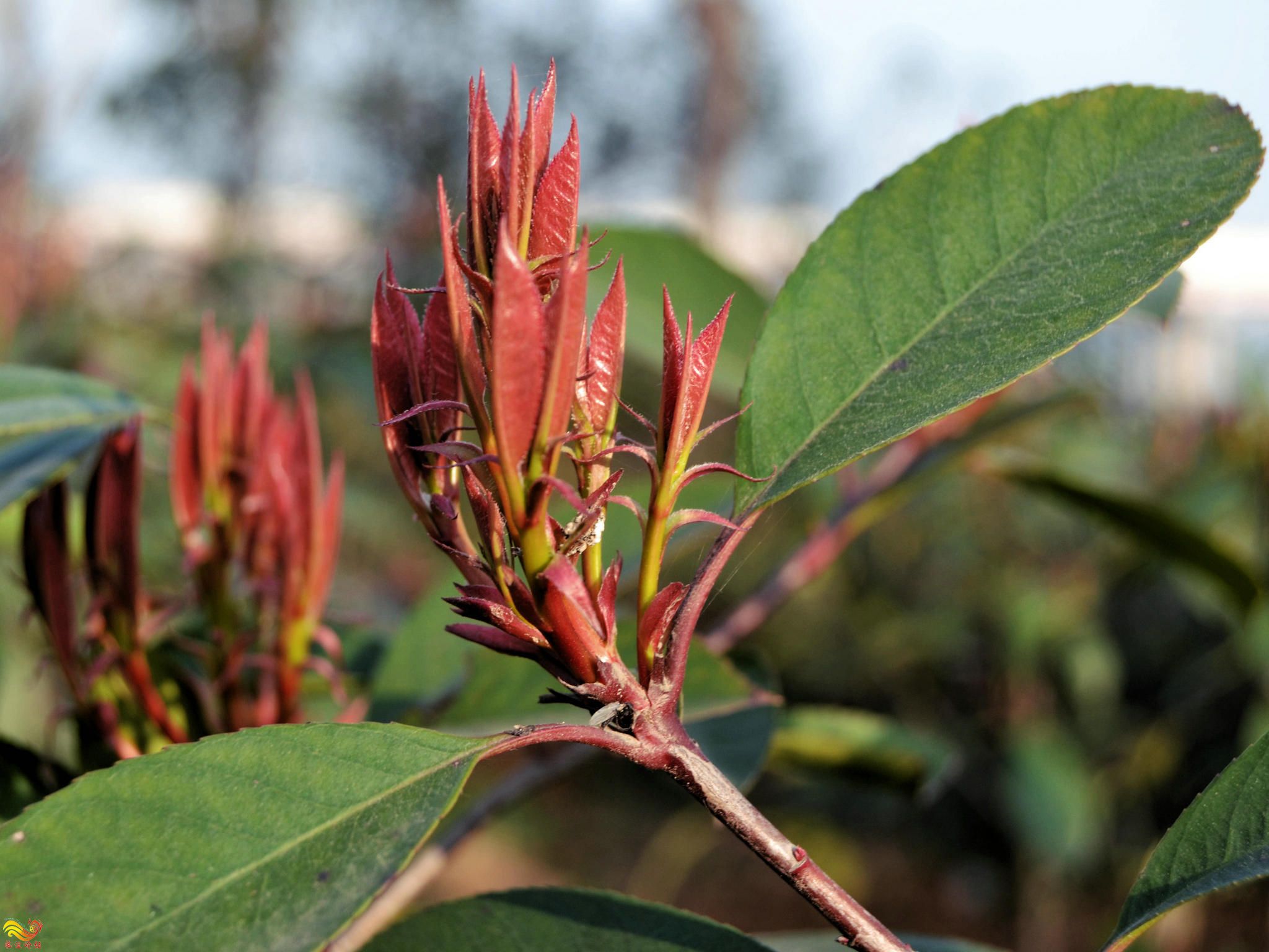 晨练桃花岛-摄影 (1)_副本.jpg