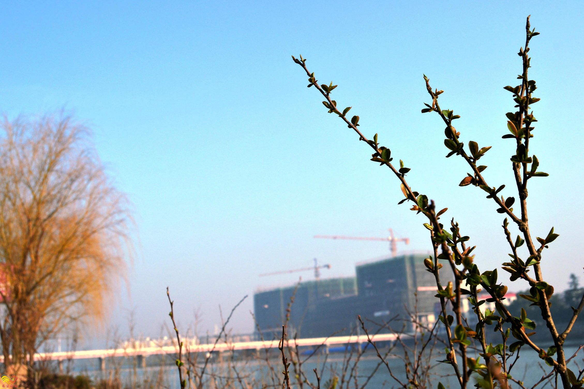 晨练桃花岛-摄影 (2)_副本.jpg