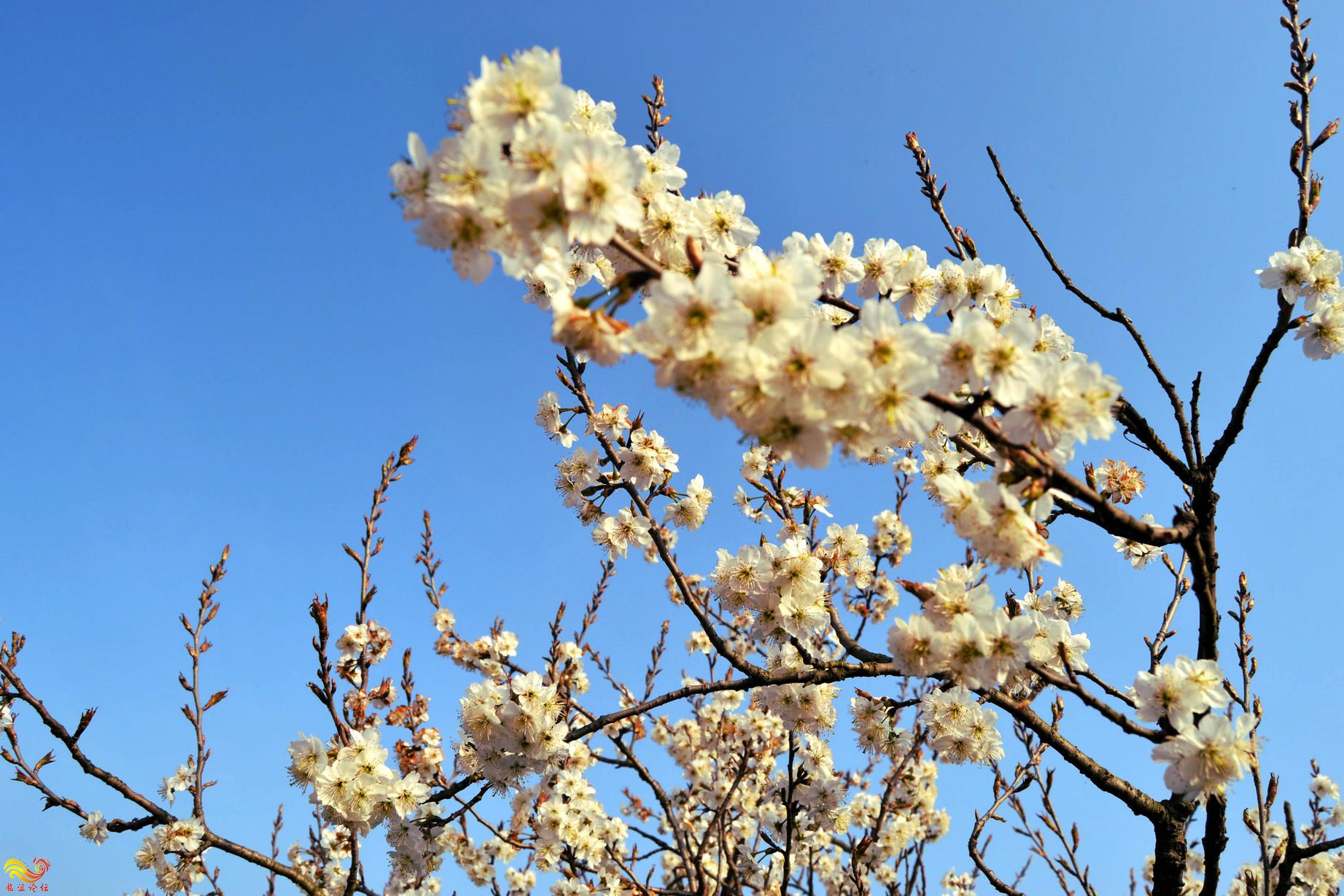 晨练桃花岛-摄影 (5)_副本.jpg