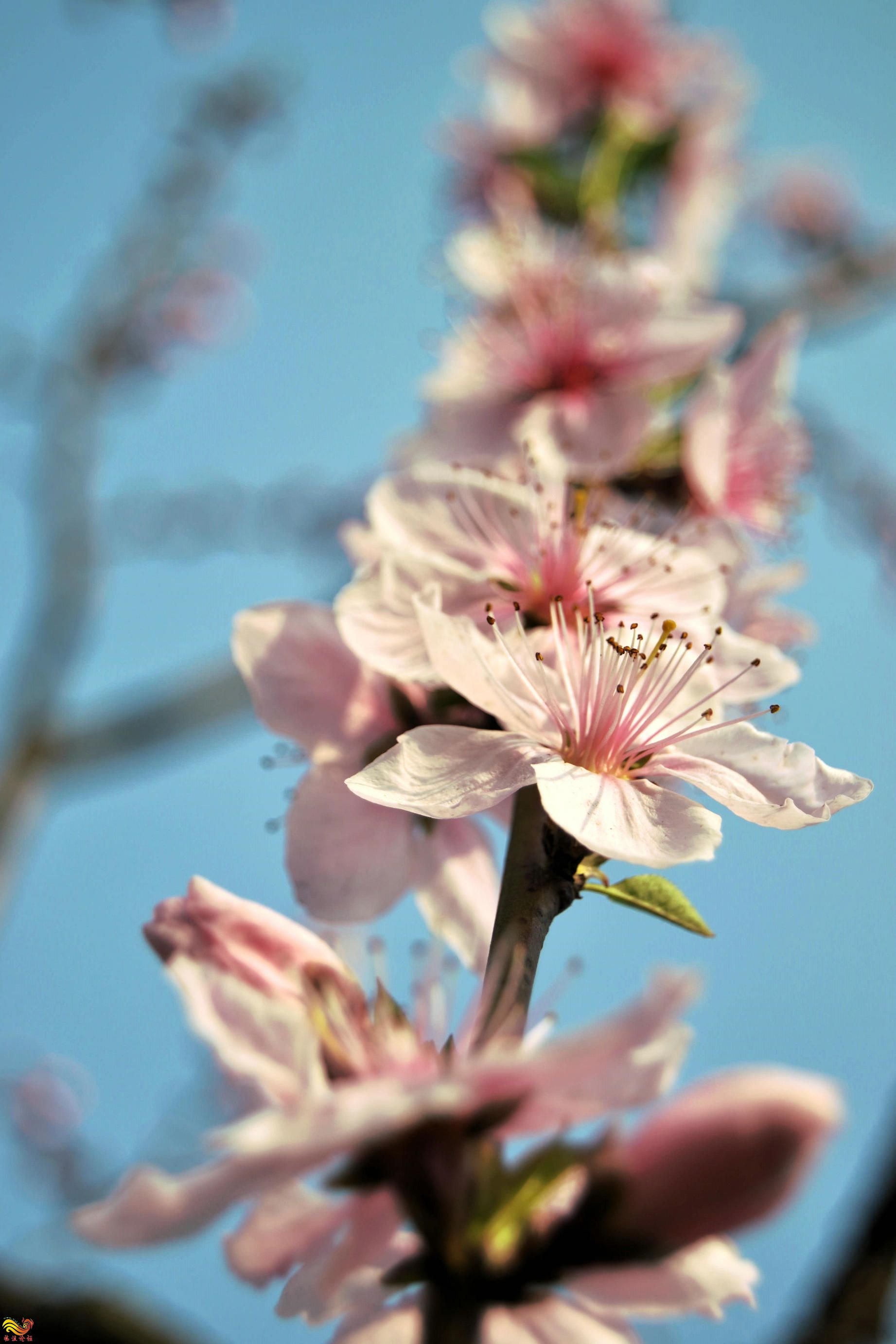 桃花朵朵开 (1).jpg
