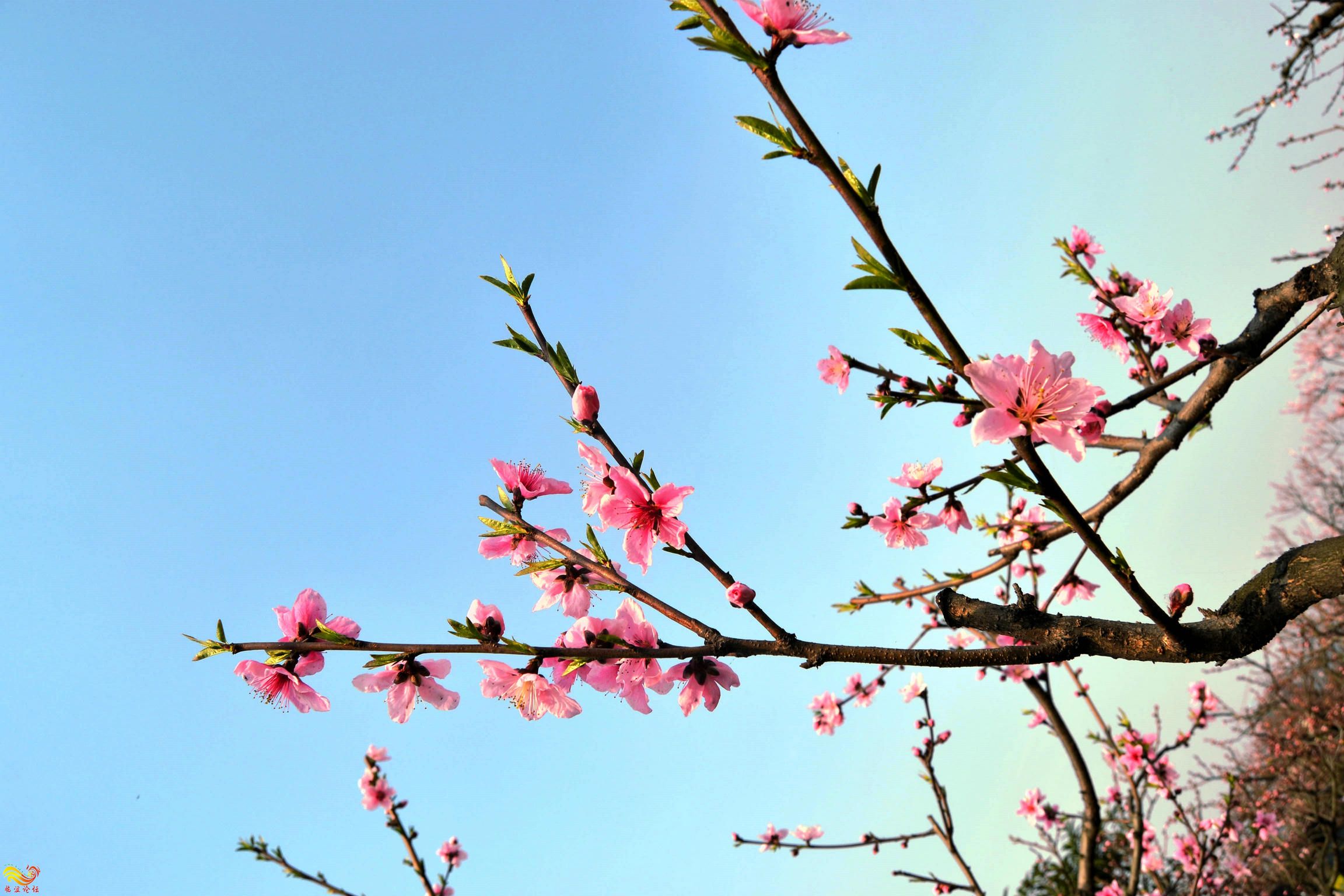桃花朵朵开 (3).jpg