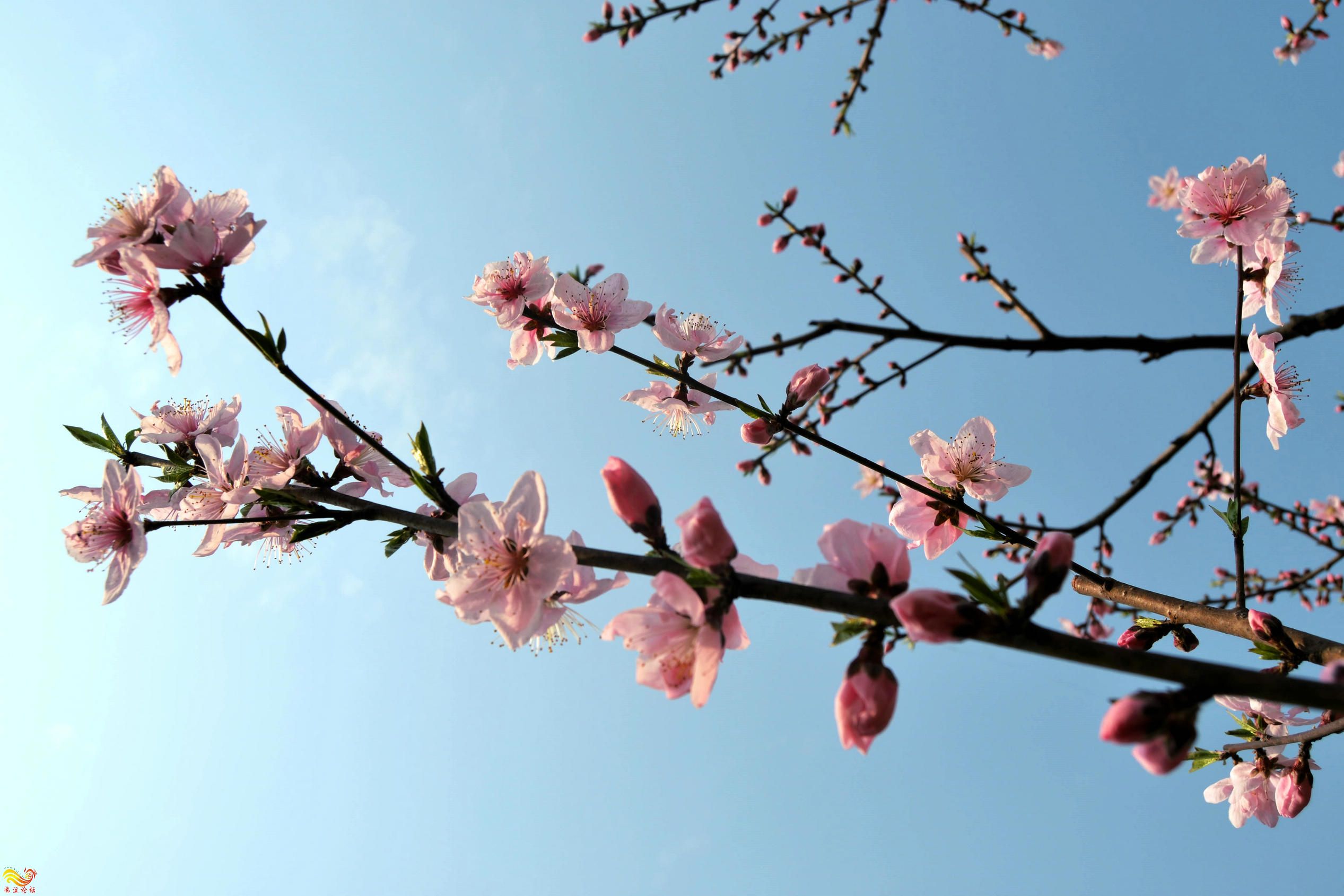 桃花朵朵开 (4).jpg