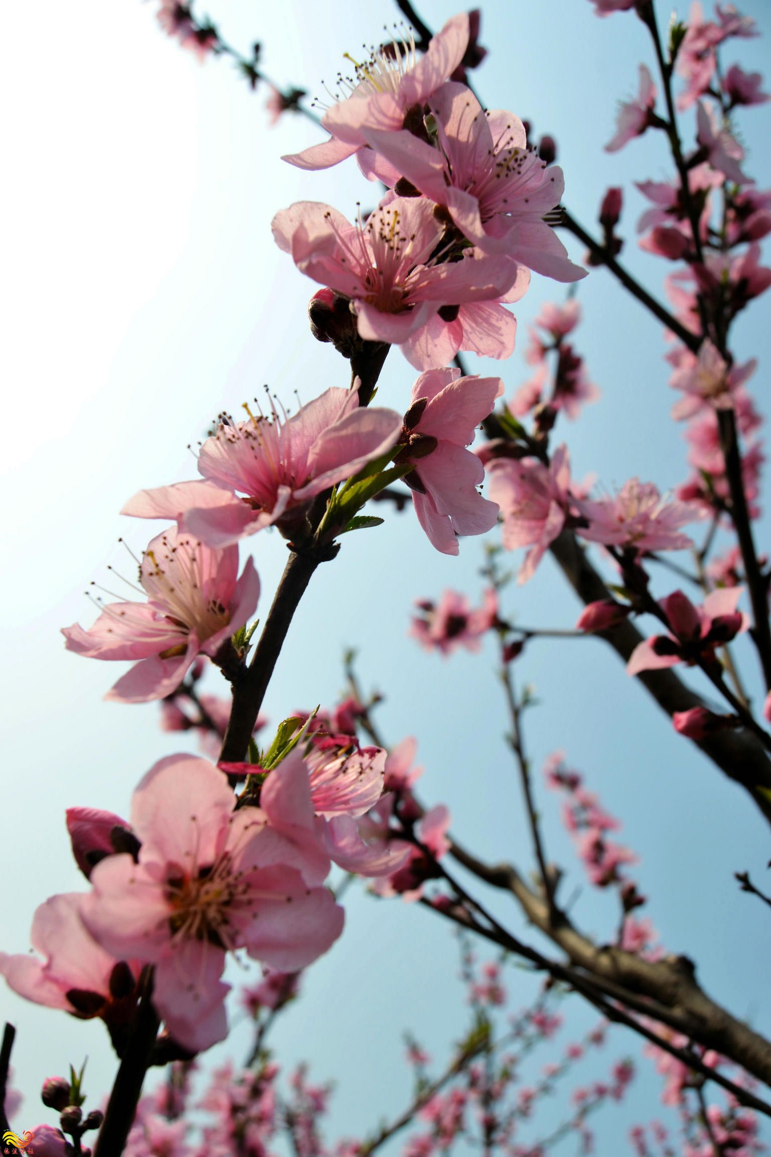 桃花朵朵开.jpg