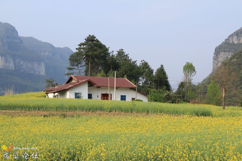 和谐家园春意浓，油菜花黄逗人宠。拍于宝华張家
