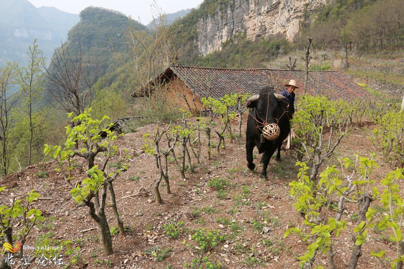 祖传的遗产·牛耕