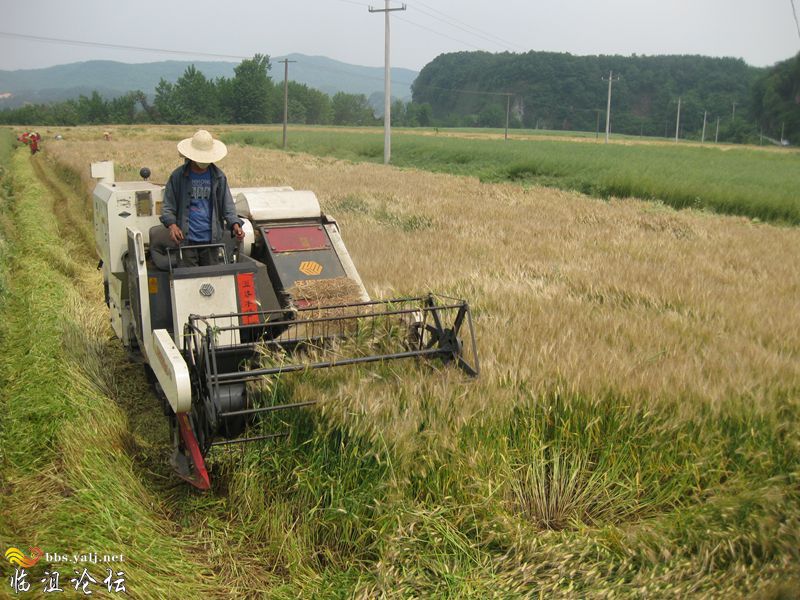 收割（二）