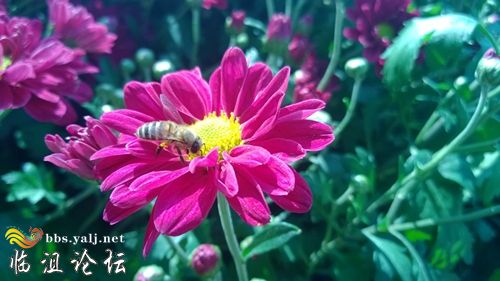 菊花上的蜜蜂