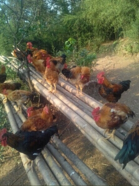 农家放养土鸡