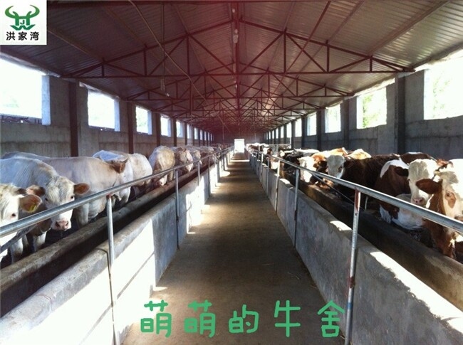 HJW牛舍.jpg