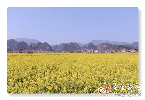 油菜花开之垄上花开