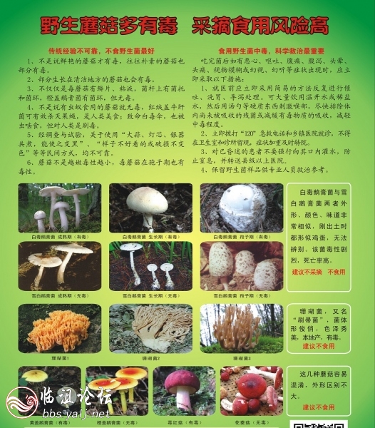 野生菌宣传单(2016年)最终.jpg