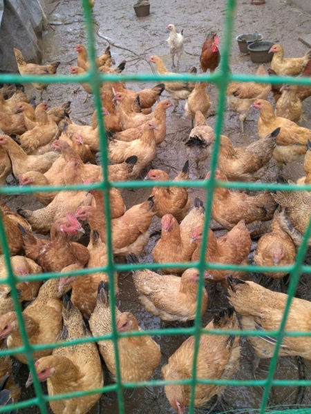 家养正宗土鸡