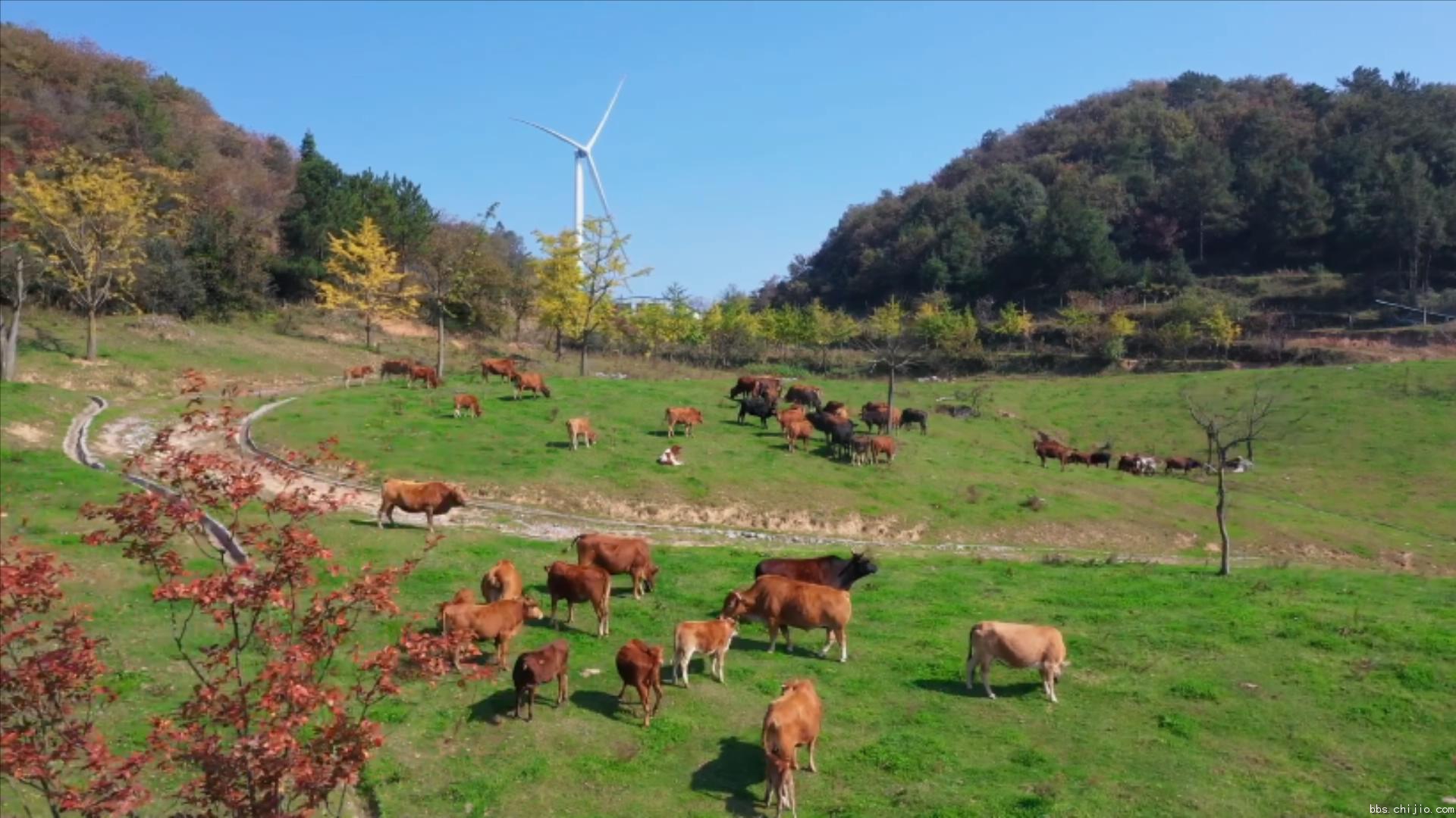 远安：牛儿成群 田园牧歌.mp4_20231020_222053642.jpg