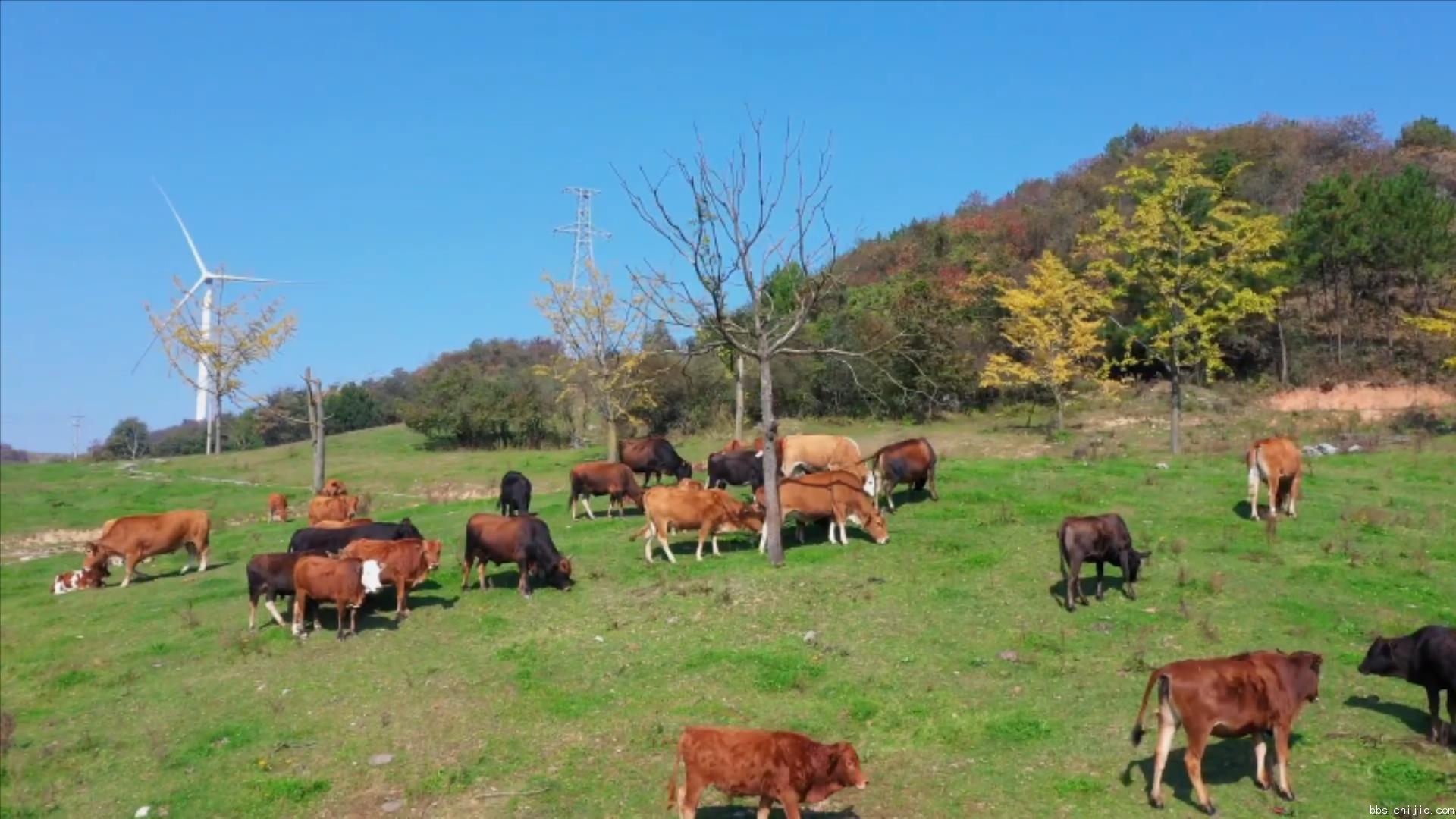远安：牛儿成群 田园牧歌.mp4_20231020_222058826.jpg