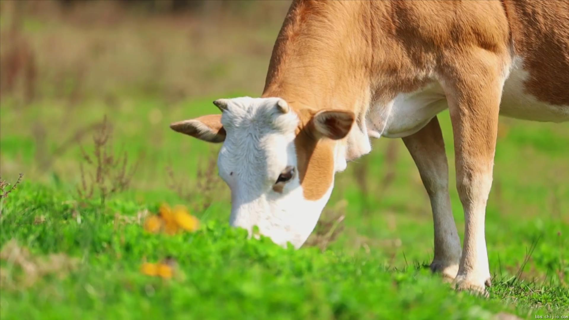 远安：牛儿成群 田园牧歌.mp4_20231020_222108474.jpg