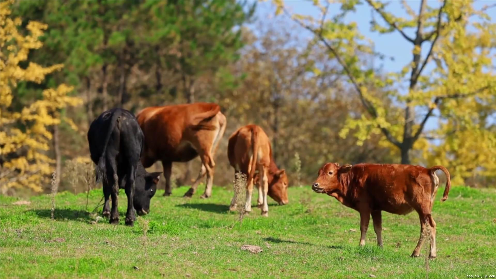 远安：牛儿成群 田园牧歌.mp4_20231020_222103082.jpg