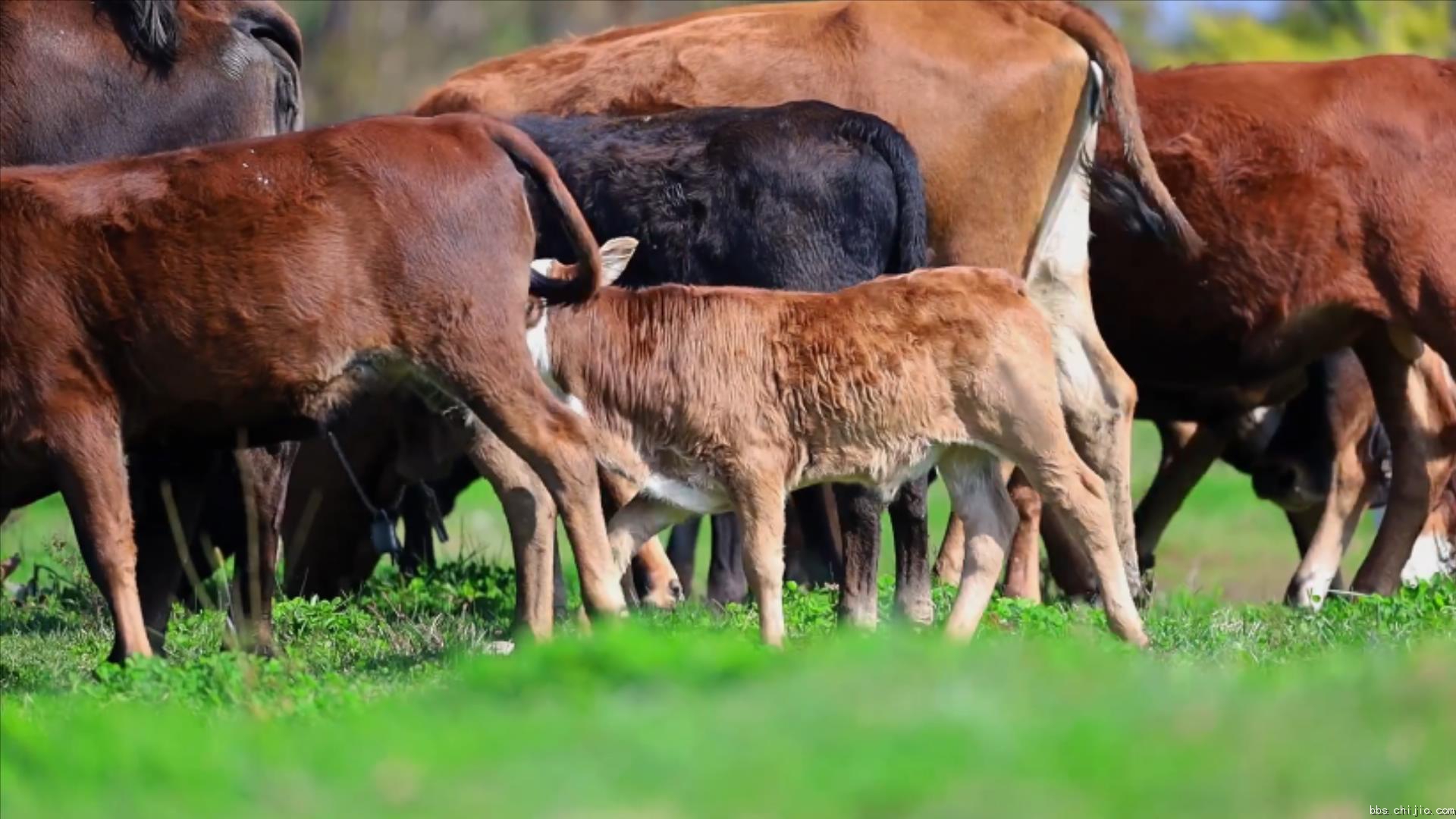 远安：牛儿成群 田园牧歌.mp4_20231020_222116141.jpg