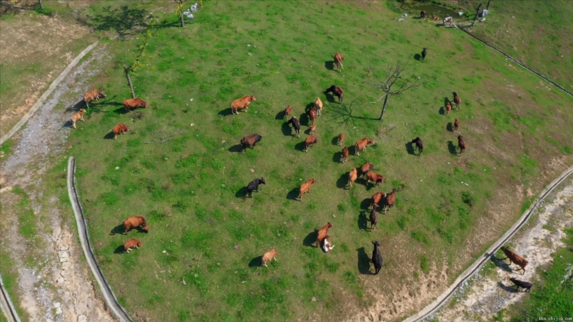 远安：牛儿成群 田园牧歌.mp4_20231020_222112506.jpg