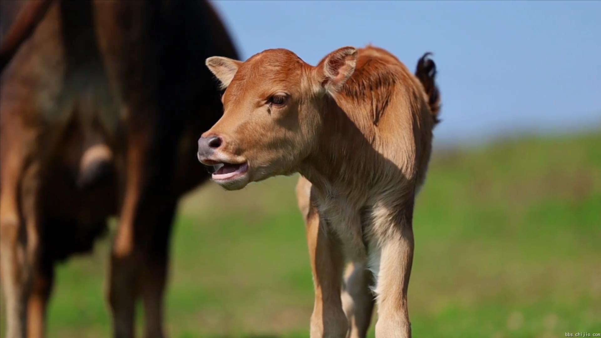 远安：牛儿成群 田园牧歌.mp4_20231020_222126954.jpg