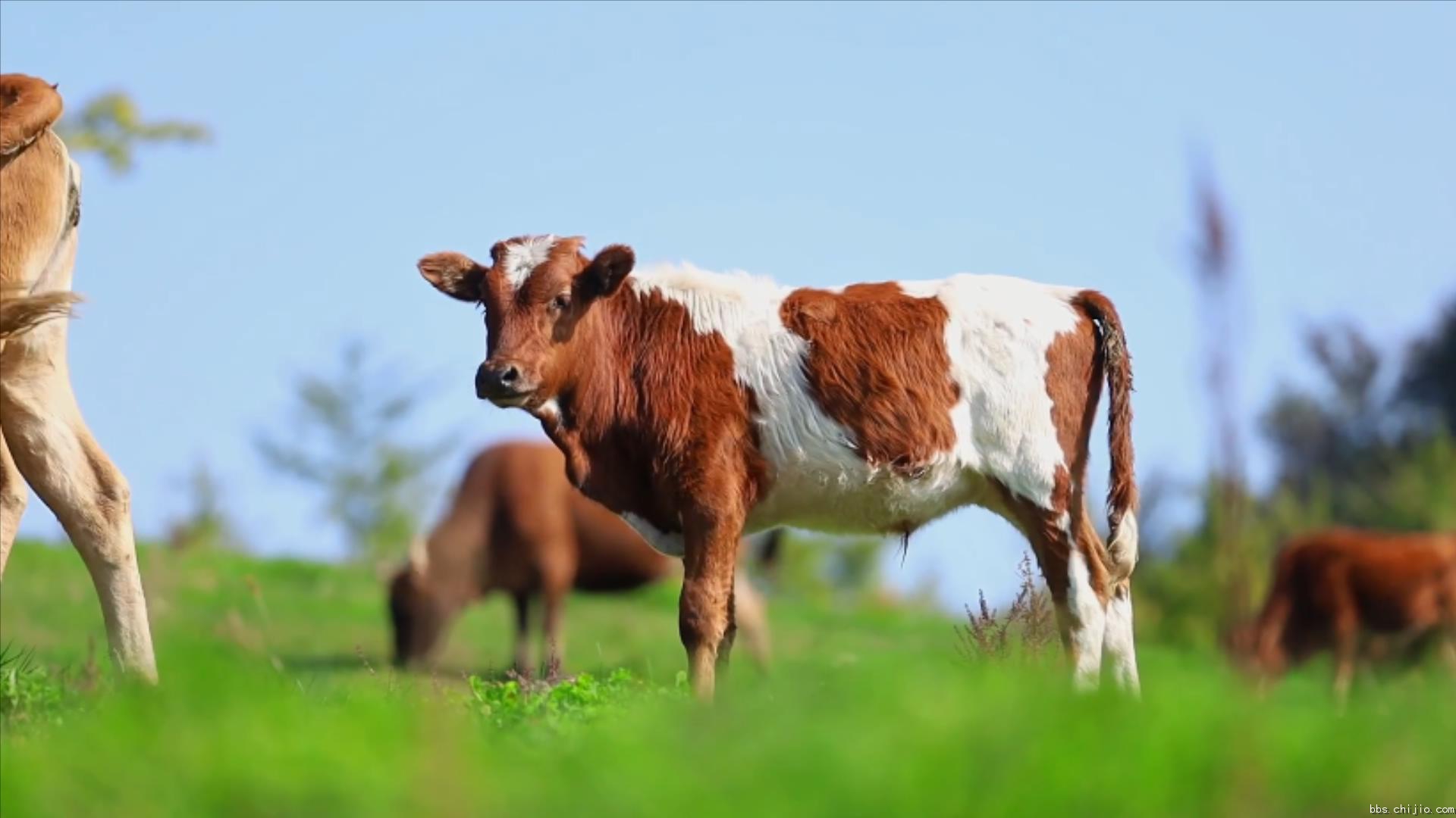 远安：牛儿成群 田园牧歌.mp4_20231020_222123002.jpg