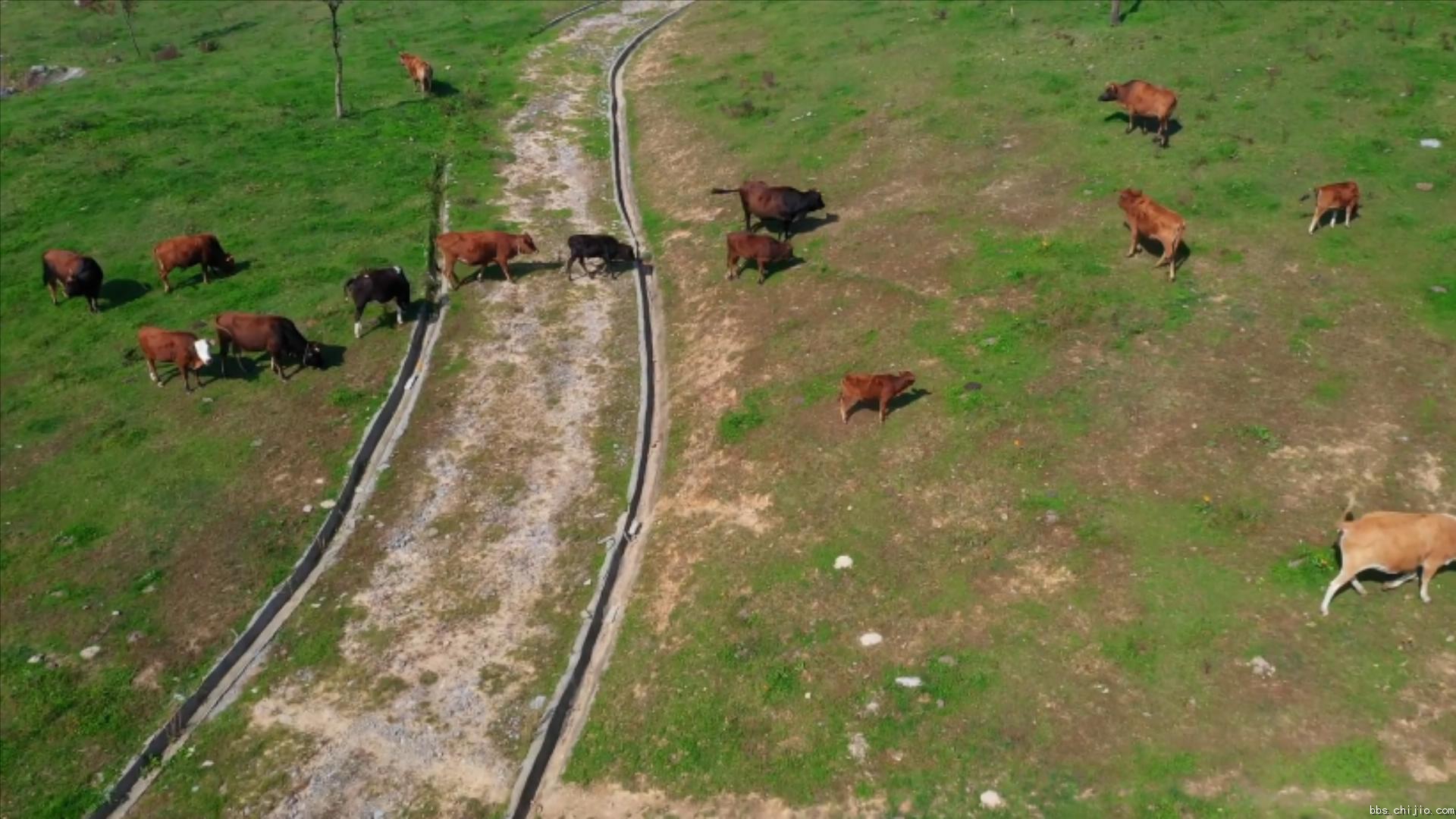 远安：牛儿成群 田园牧歌.mp4_20231020_222135961.jpg