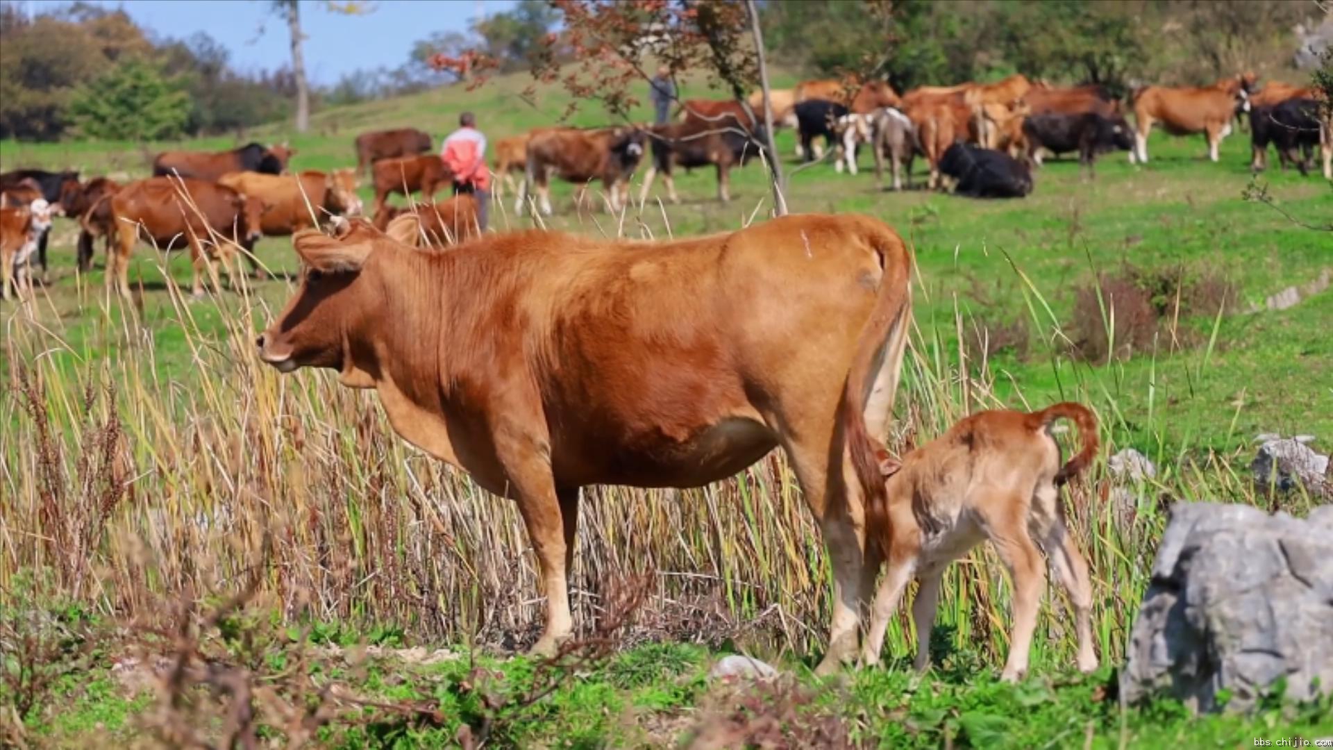 远安：牛儿成群 田园牧歌.mp4_20231020_222132108.jpg
