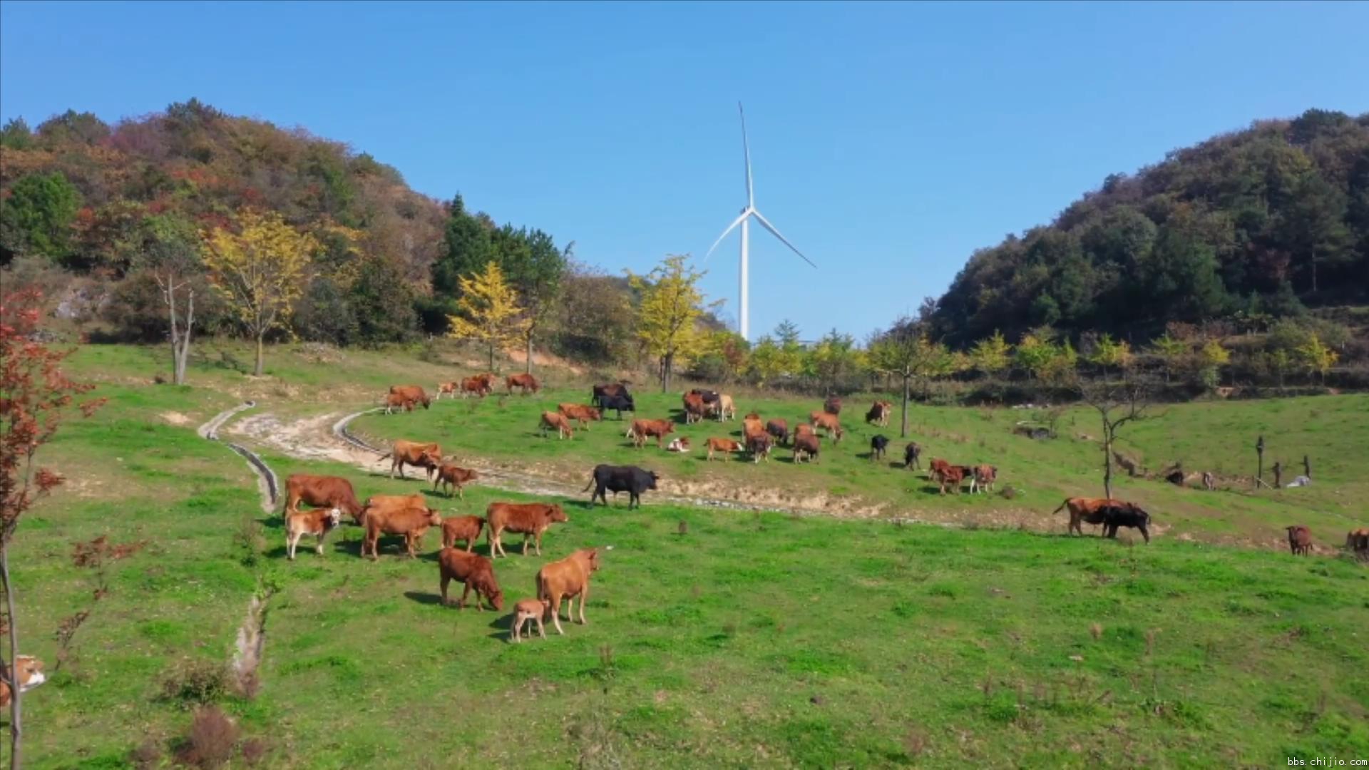 远安：牛儿成群 田园牧歌.mp4_20231020_222140441.jpg