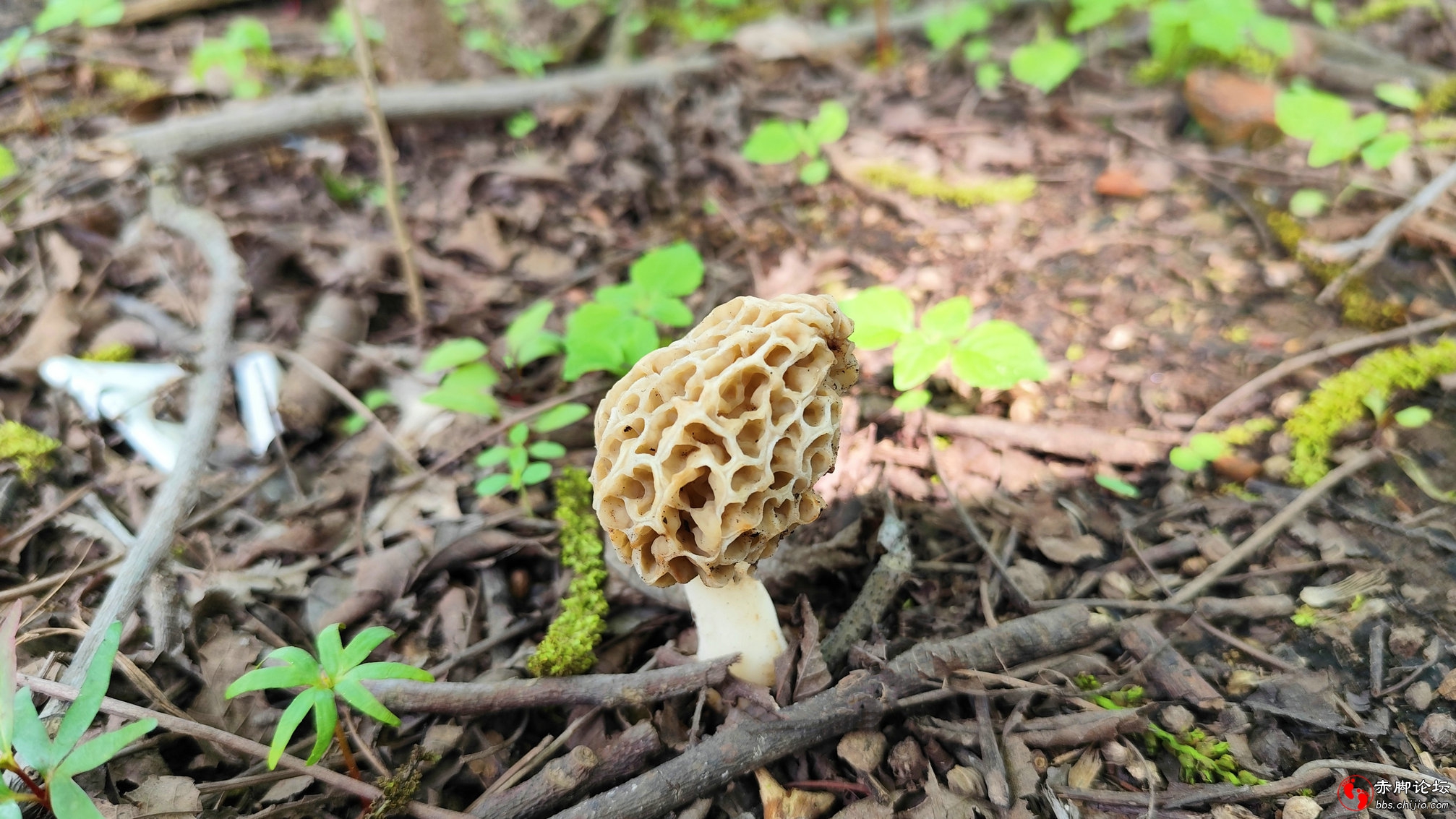 望家 (1)_副本.jpg